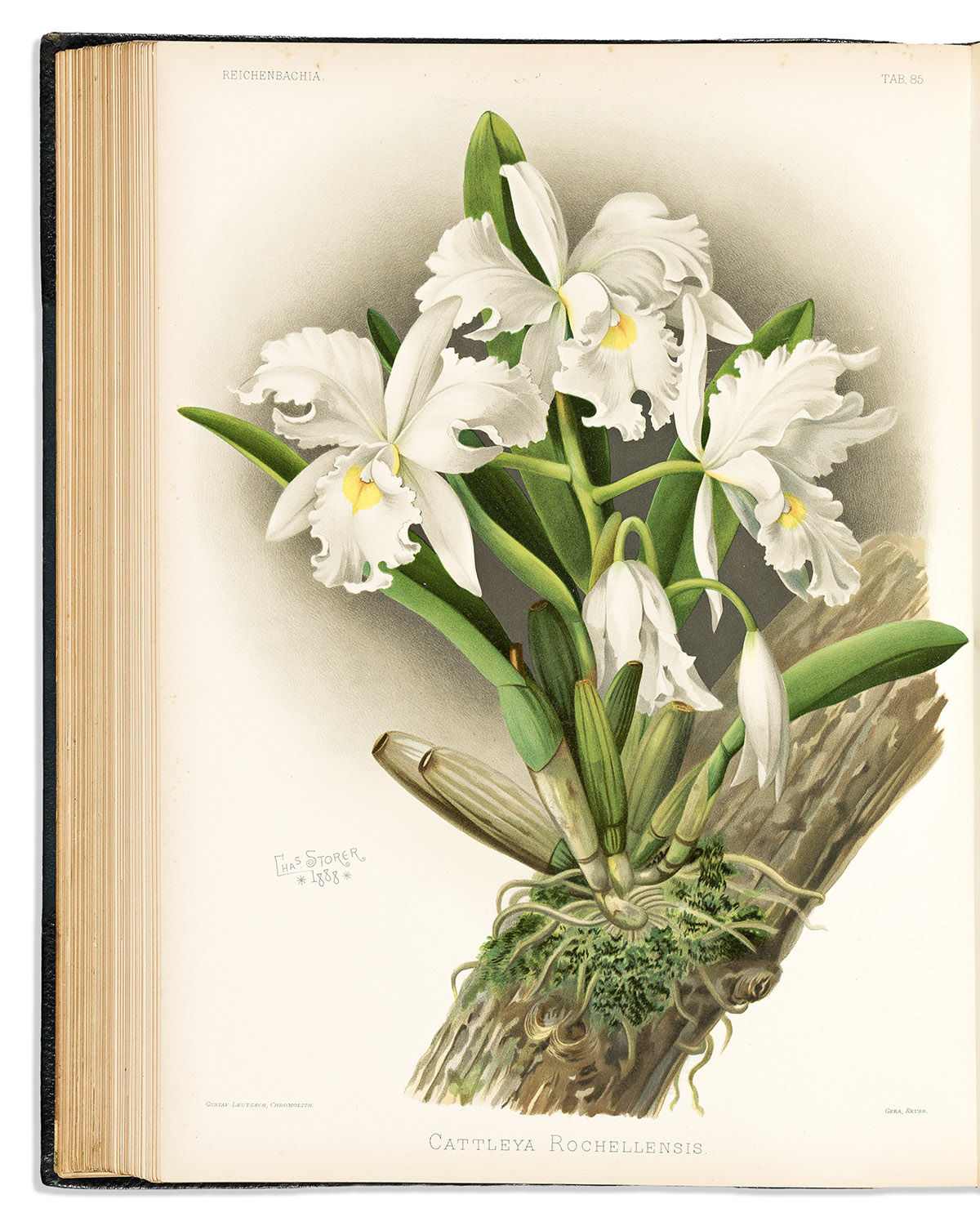 (BOTANICAL -- ORCHIDS.) Frederick Sander. Reichenbachia. Orchids Illustrated and Described.